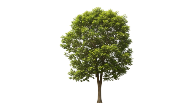 Green tree isolated on white background with some words
