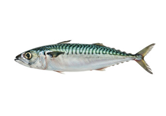 Isolated mackerel, fresh saltwater fish prized for its oily and rich flavor and nutrient content