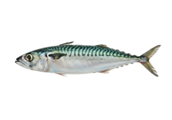 Isolated mackerel, fresh saltwater fish prized for its oily and rich flavor and nutrient content