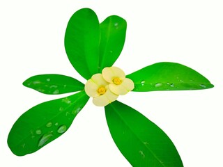 "Six-pointed green leaves are arranged around two pale yellow flowers in the center of the picture."