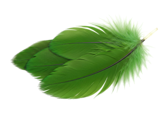 Isolated green feathers bunch, vibrant bird plumage, decorative ornamental craft collection