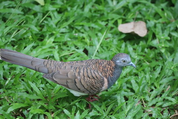 Dove on grass small brown dove standing on green grass