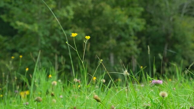 Slow Motion View of Wildflowers Blooming on a Scenic Alpine Meadow