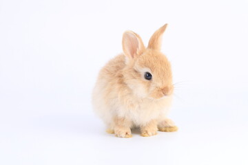 Obraz premium A healthy lovely baby brown bunny easter rabbit stand up on two legs on white background. Cute fluffy rabbit on white background Lovely mammal with beautiful bright eyes in nature life.Animal concept.