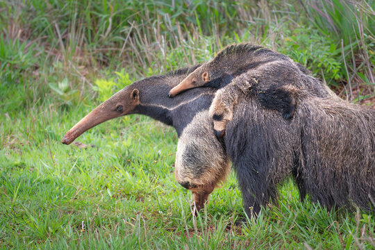 Oso hormiguero cargando a su cr&iacute;a.