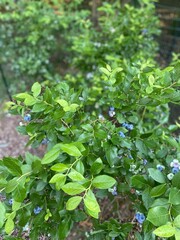 High Bush Homestead Blueberries Growing on Leafy Bush