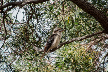 Kookaburra à ailes bleues