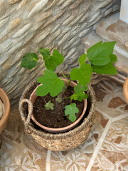 Small Potted Fig Plant Growing in Clay Pot