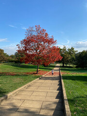 Vibrant Red Tree in Autumn - Young Child Walking on Path