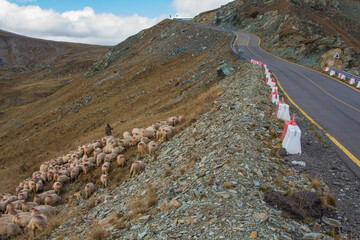 On the Transalpina highway in Romania