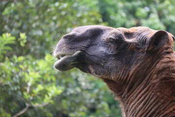 Camel looking aside camel’s head turned to the side