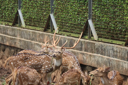 Deer with antlers male deer resting near enclosure - Powered by Adobe