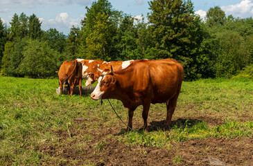 Group of dairy cows grazing on a sunny day in a green rural meadow. The strong cattle reflect agriculture, livestock farming, and countryside traditions, offering themes of sustainability, dairy produ