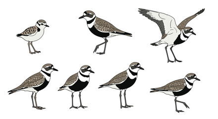 Obraz premium A collection of illustrations of seven different shorebirds in various poses showing their distinct markings and features.