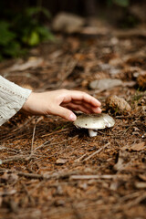 Female hand touching green russula mushroom in forest closeup.