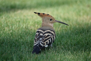 the Eurasian hoopoe (Upupa epops) beautiful wild birds