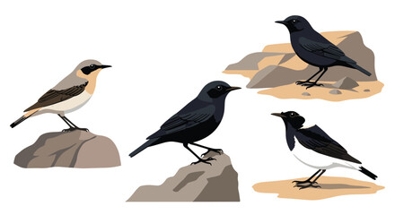 Five diverse small birds perched on rocky outcrops in natural settings.