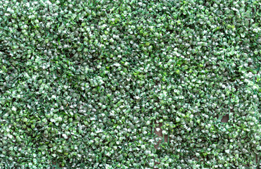 green grass background