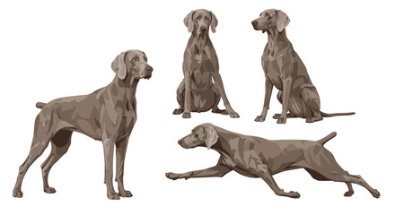 Four different poses of a Weimaraner dog in a simple illustration.