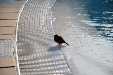 a wet sparrow on the edge of a pool