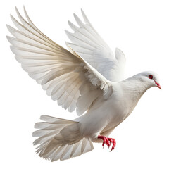 Fototapeta premium White Dove in Flight: A pristine white dove, symbol of peace and hope, soars gracefully, its wings spread wide against the sky. Capturing the pure essence of freedom and serenity.