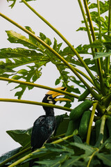A beautiful oriental pied hornbill (Anthracoceros albirostris) feeding on ripe papaya fruits in tropical nature 