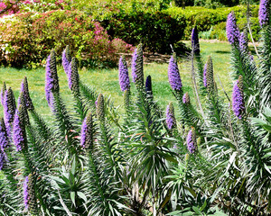 echium flowers in the garden