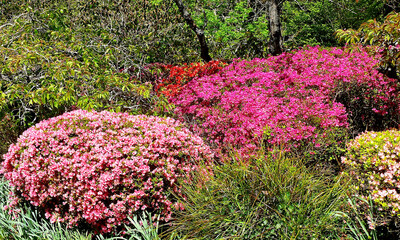 Pink azaleas in the garden at spring time.