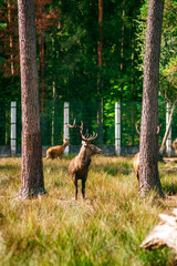 A deer lies in the forest in the green grass