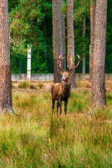 A deer lies in the forest in the green grass