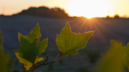 autumn leaves in the sun