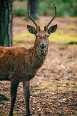 A deer lies in the forest in the green grass