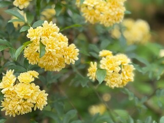 黄色いモッコウバラのクローズアップ