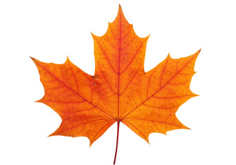 Isolated maple leaf in autumn colors of orange and brown showing veining and texture detail