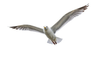 Isolated bird in flight, gull with outstretched wings against neutral backdrop, animal themes