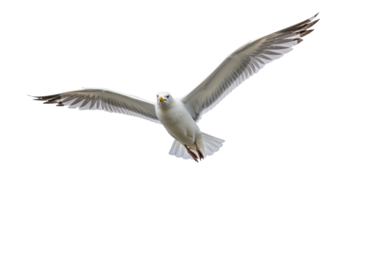 Isolated bird in flight, gull with outstretched wings against neutral backdrop, animal themes