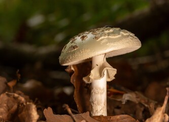 Un champignon blanc 