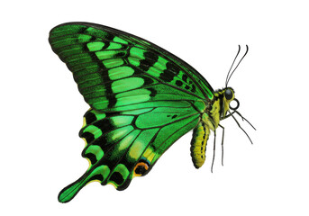 Isolated Emerald Swallowtail Butterfly, papilio palinurus, vivid colors, tropical insect © Maria