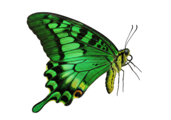 Isolated Emerald Swallowtail Butterfly, papilio palinurus, vivid colors, tropical insect