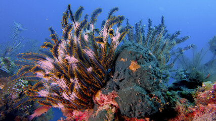 Feather star seen during a dive on the north coast of Bali