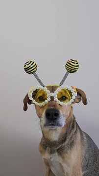 Funny dog in bee costume with flower glasses. pet dressed as insect with antenna headband and comic eyewear. Cute puppy sitting in carnival outfit, playful mood and humorous character concept