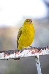 The true ground canary or ground canary, not to be confused with the canary or domestic canary, belongs to the Thraupidae family.