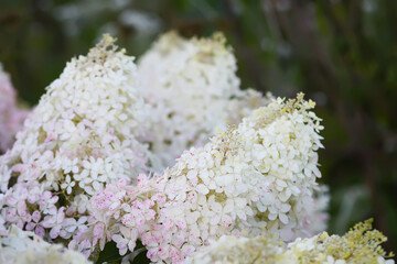 Soft white petals of hydrangea in lush clusters.