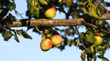 Apple tree loaded with fruits under sunlight.