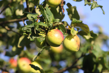 Ripe apples hanging on tree branches in sunlight.