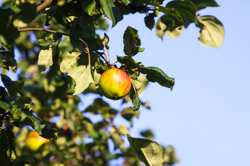 Juicy apples ripening naturally in countryside orchard.