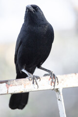 The blackbird, popularly known as graúna, assum-preto, cupido, chico-preto, arranca-milho, chopim, blackbird or craúna, is a species of bird in the Icteridae family.