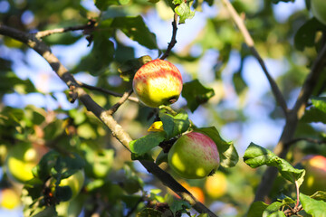 Ripe apples hanging on tree branches in sunlight.