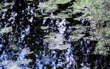 Obraz premium Reflective water surface with floating duckweed plants.