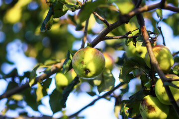 Seasonal apple harvest on branches in garden.